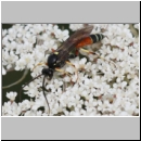 Ctenichneumon panzeri - Schlupfwespe m04b 14mm - OS-Wallenhorst Sandgrube det06.jpg